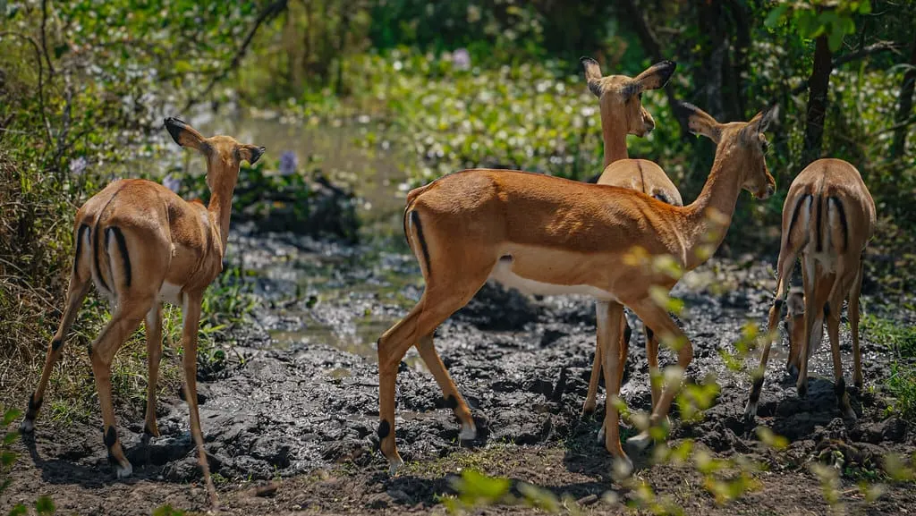 Wildlife & Eco
